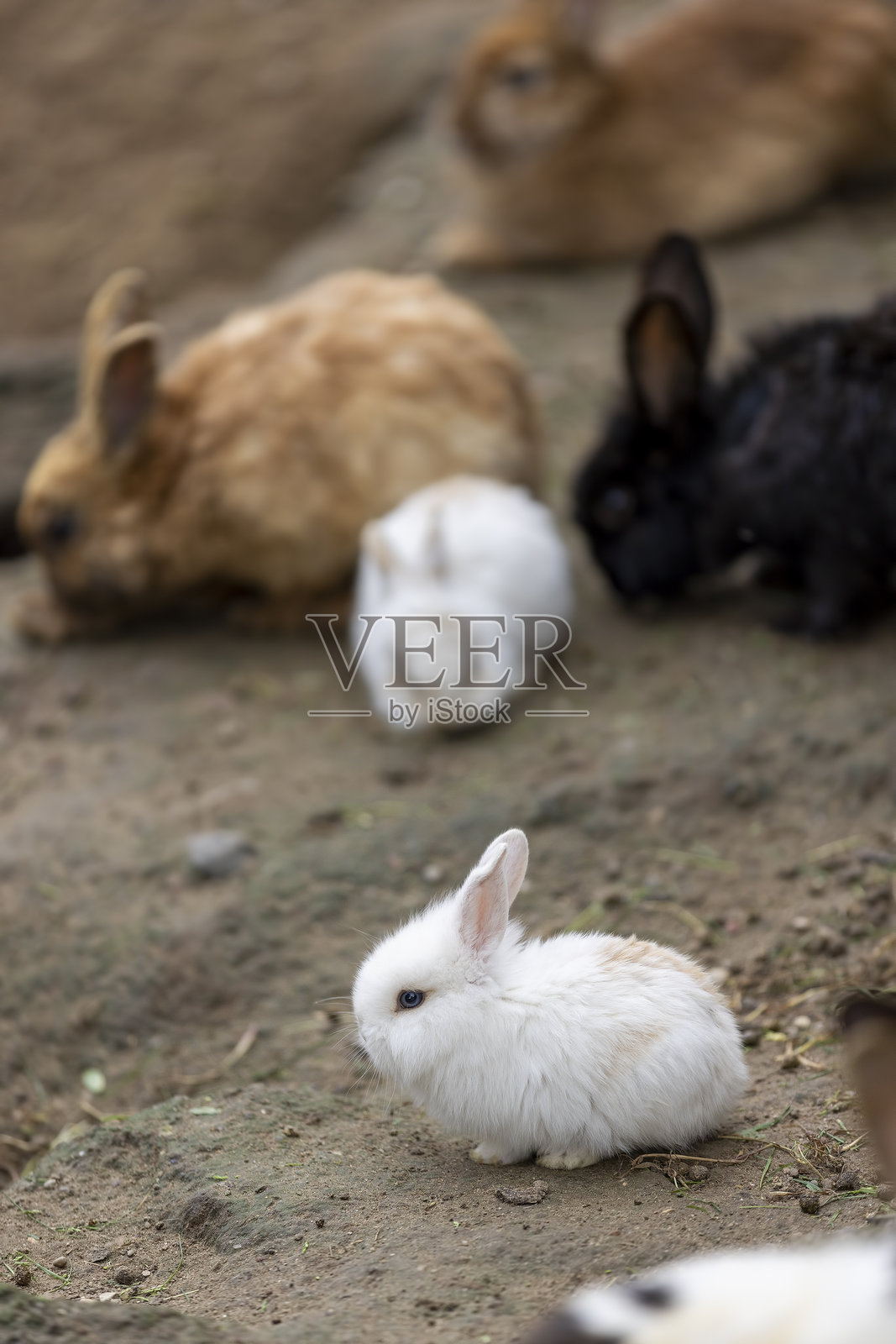 白兔和其他颜色的兔子,乡村房屋院子里的家兔照片摄影图片