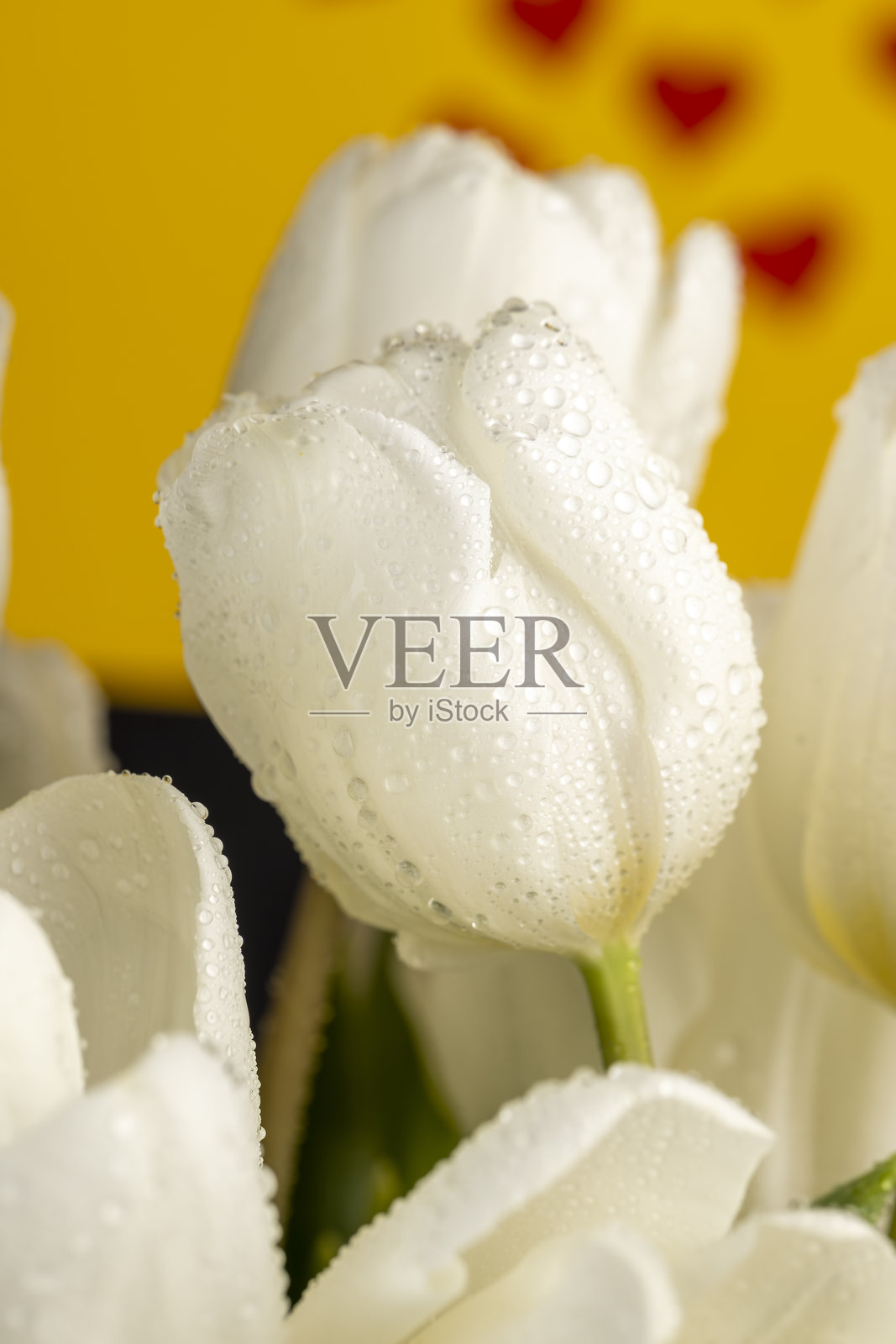 水滴覆盖的郁金香,背景是心形图案,湿润的新鲜切花郁金香与心形背景相映成趣照片摄影图片