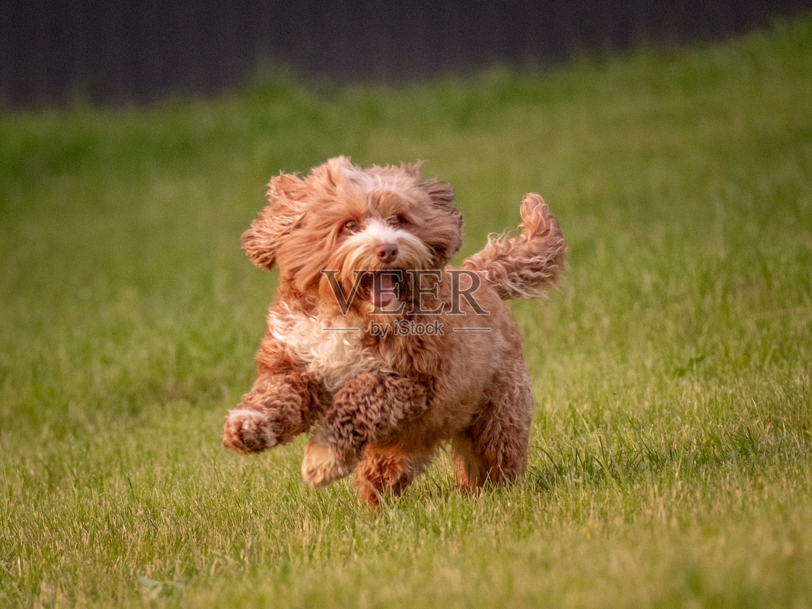 一只美丽的红色拉布拉多犬在绿草中奔跑。快乐而愉悦的狗。照片摄影图片