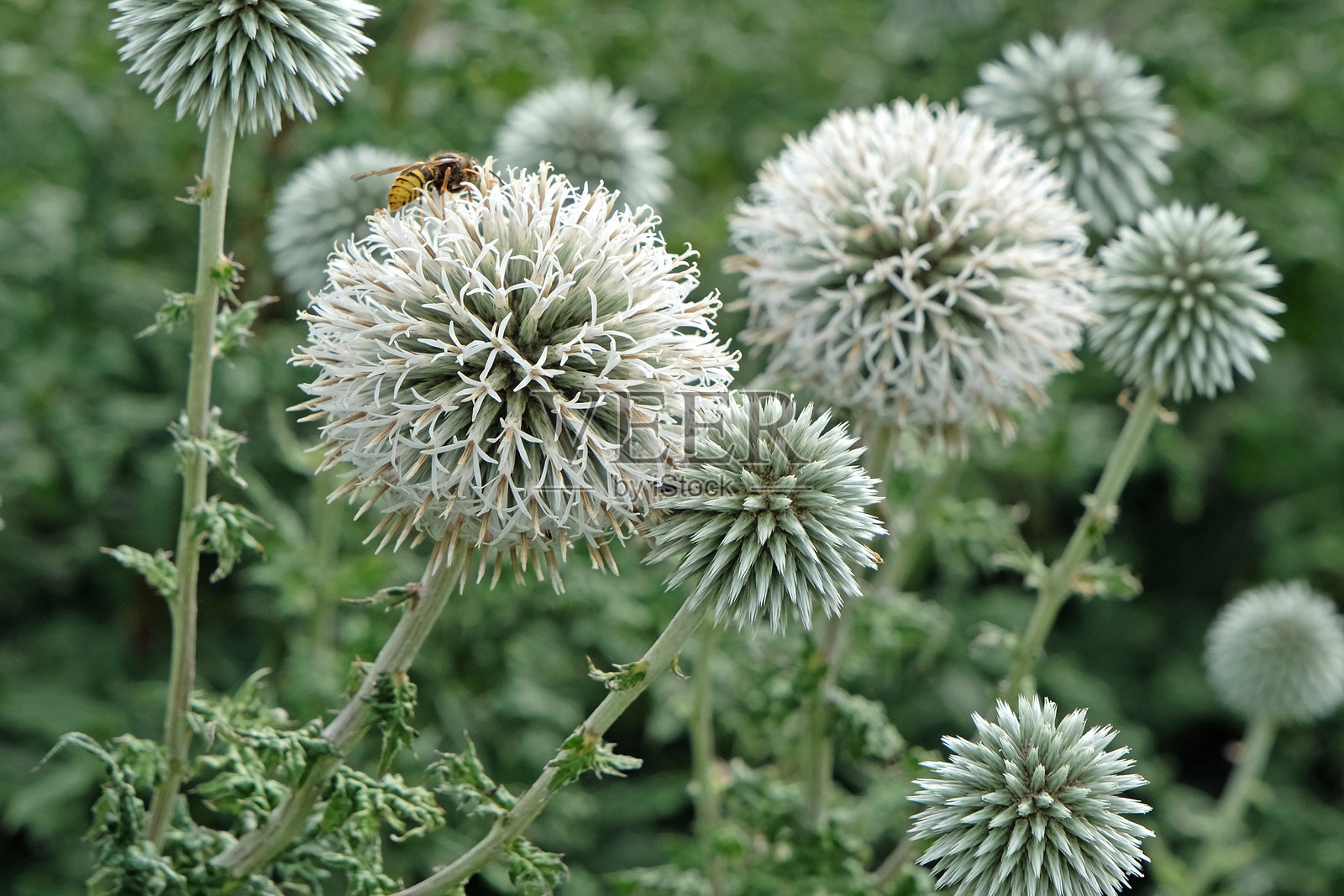 白色的球蓟(Echinops bannaticus 'Star Frost')开花。照片摄影图片