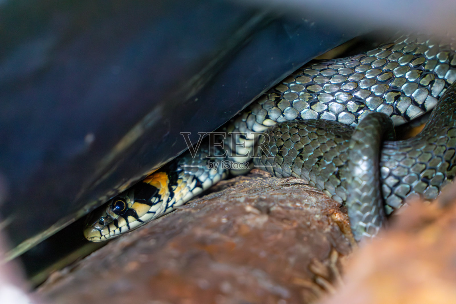 草蛇(Natrix natrix)蜷缩在一堆木柴中,头部有明显的黄色标记,鳞片反射着光线。照片摄影图片