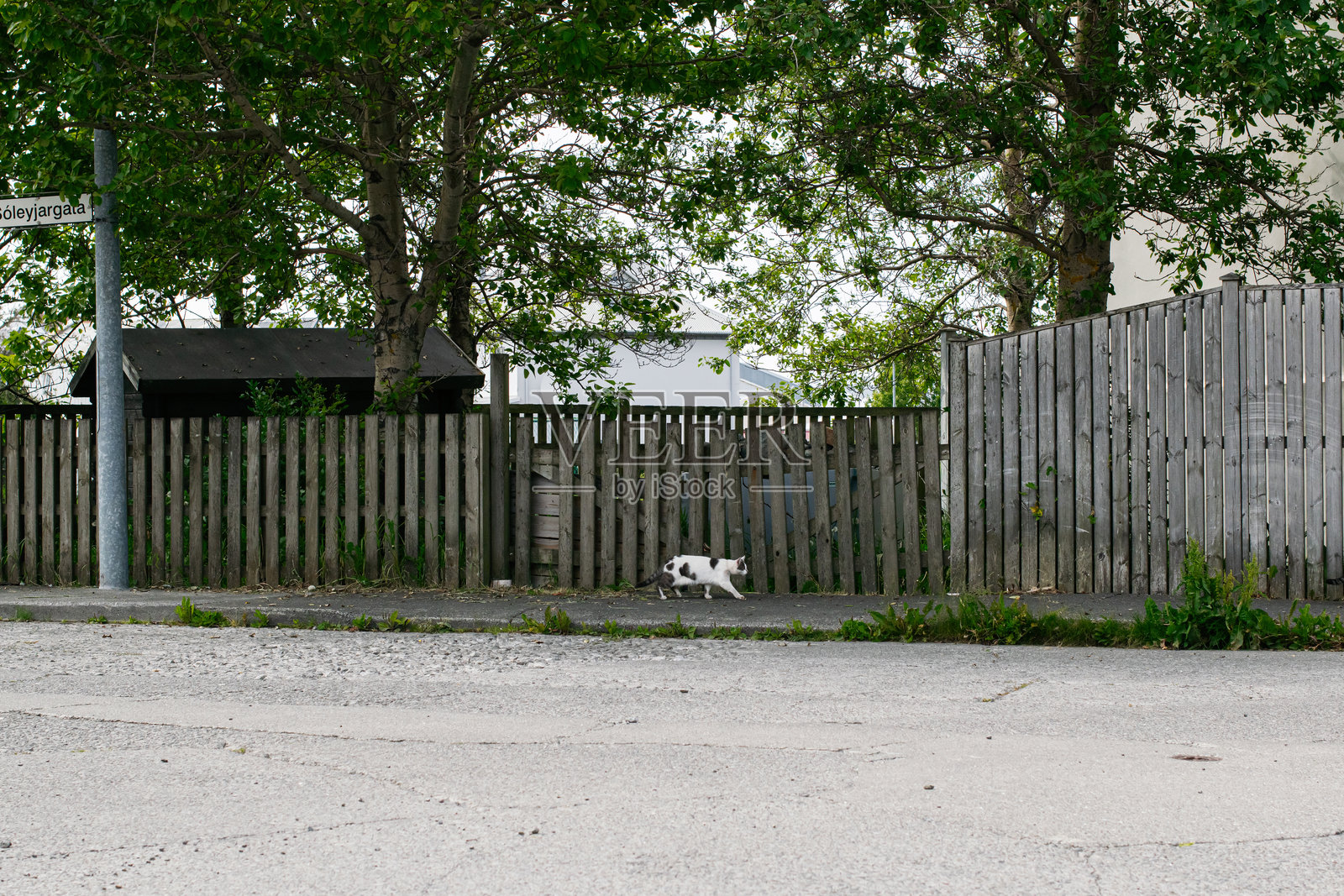 猫在冰岛小镇的木栅栏旁走过街道照片摄影图片