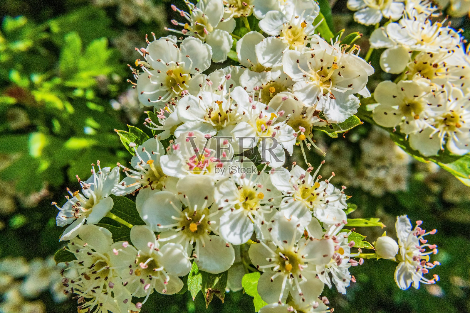 微距摄影,动物,自然,欧洲,东欧,罗马尼亚 - 佳能 EOS 4000D照片摄影图片