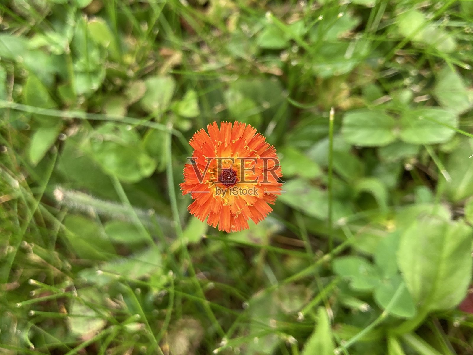 常见名称:橙色鹰草,学名:Pilosella aurantiaca照片摄影图片