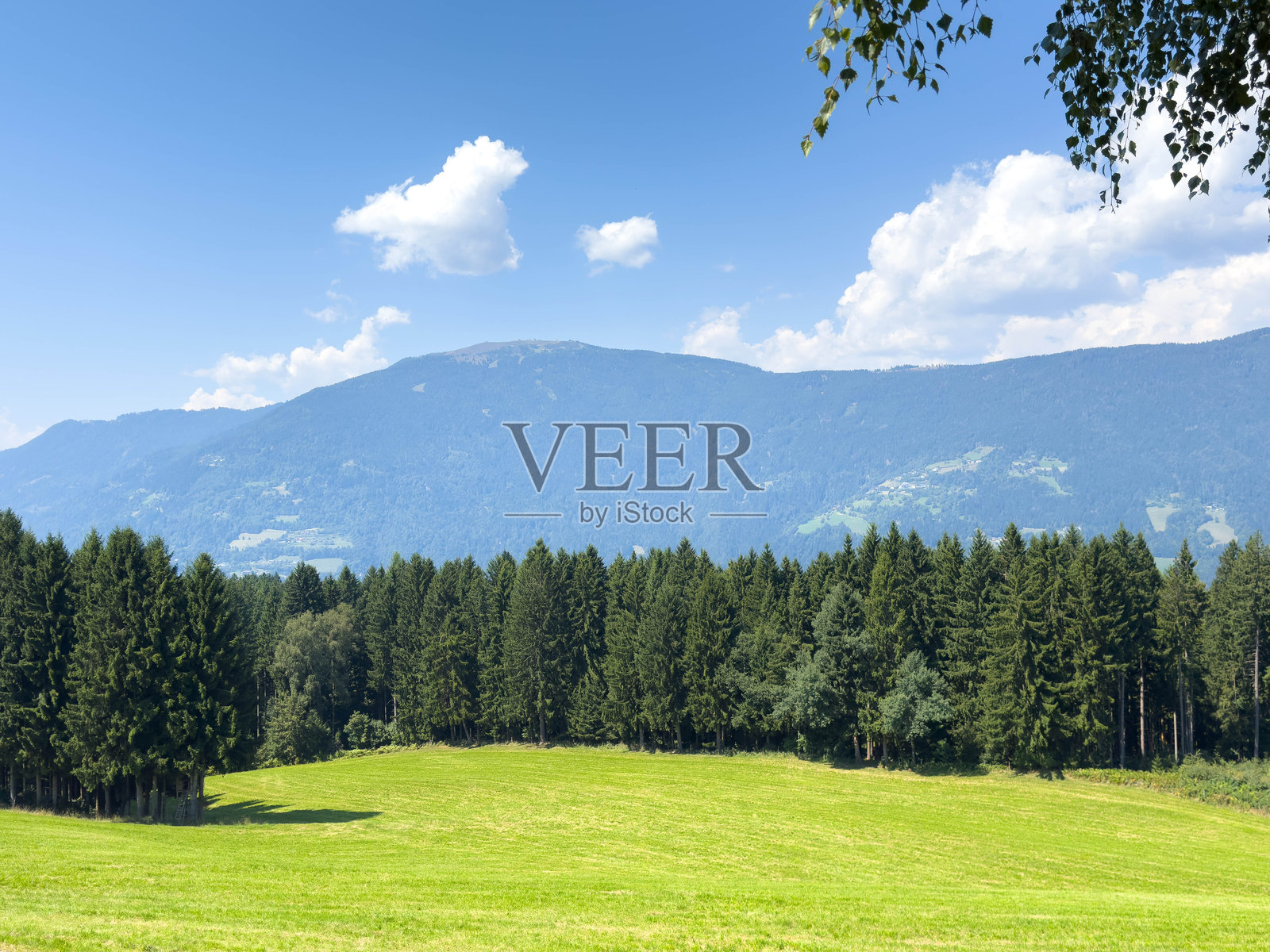 阳光明媚的山地风景,绿草如茵,远处森林在蓝天之下。照片摄影图片