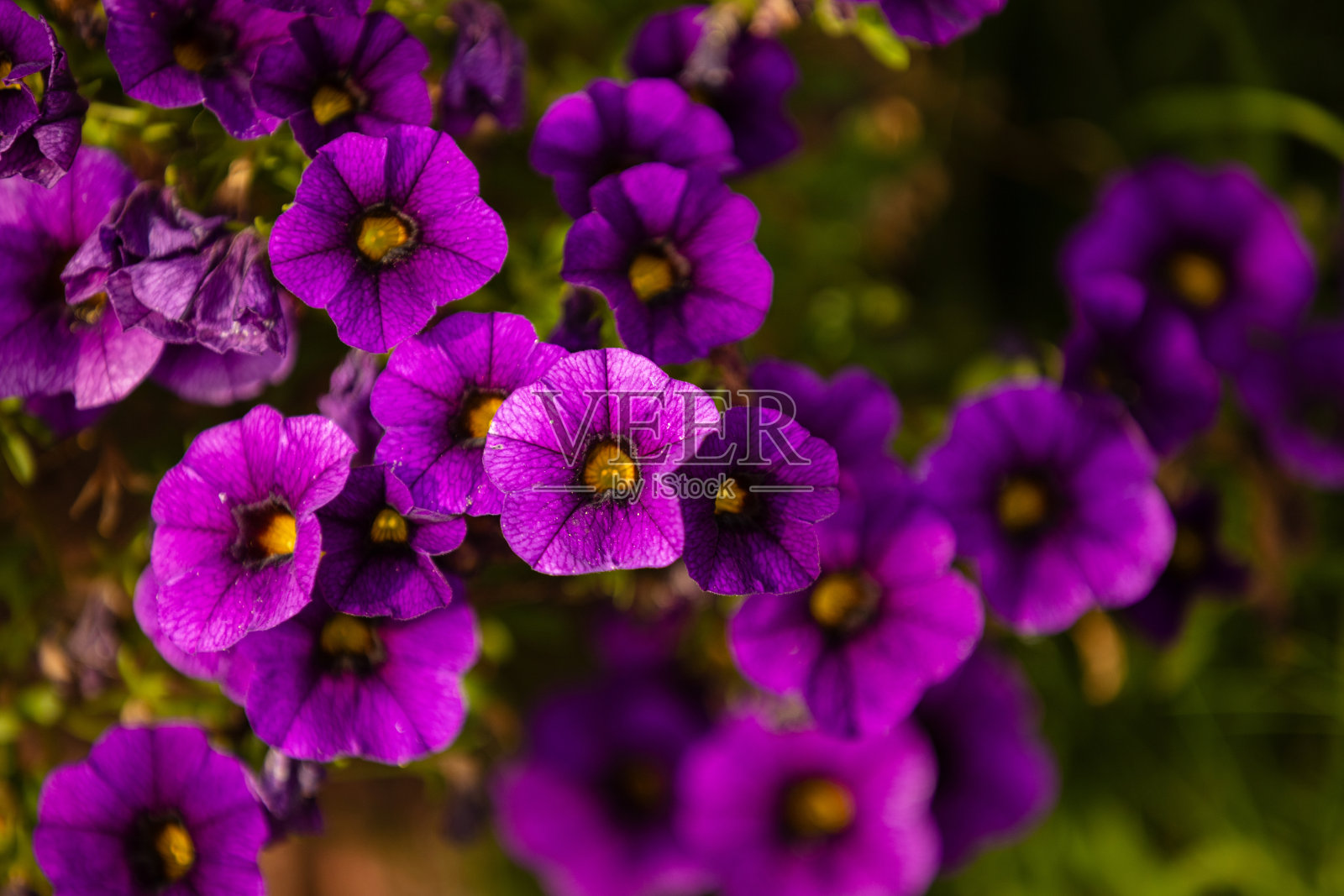 紫色的矮牵牛花在植物园中。照片摄影图片