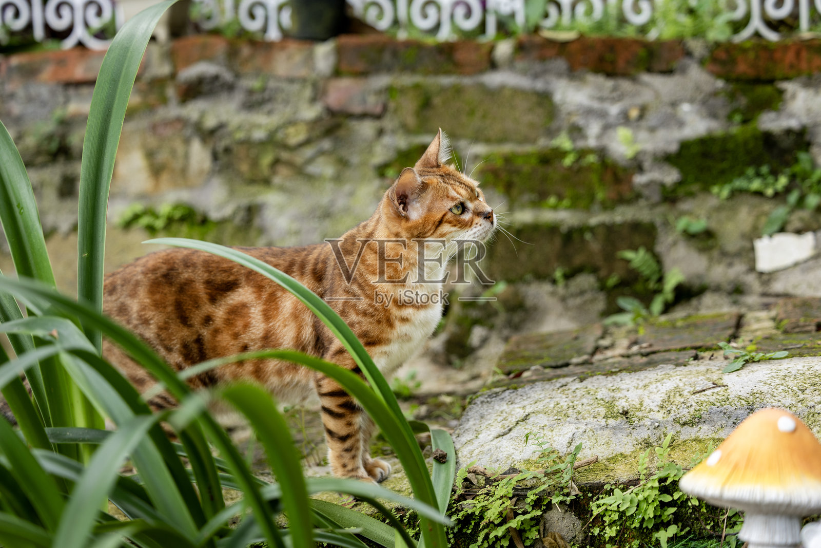 孟加拉猫照片摄影图片