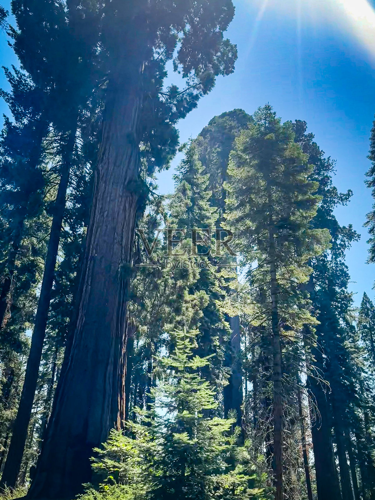 早晨的阳光透过红杉国家公园的巨型红杉树。照片摄影图片