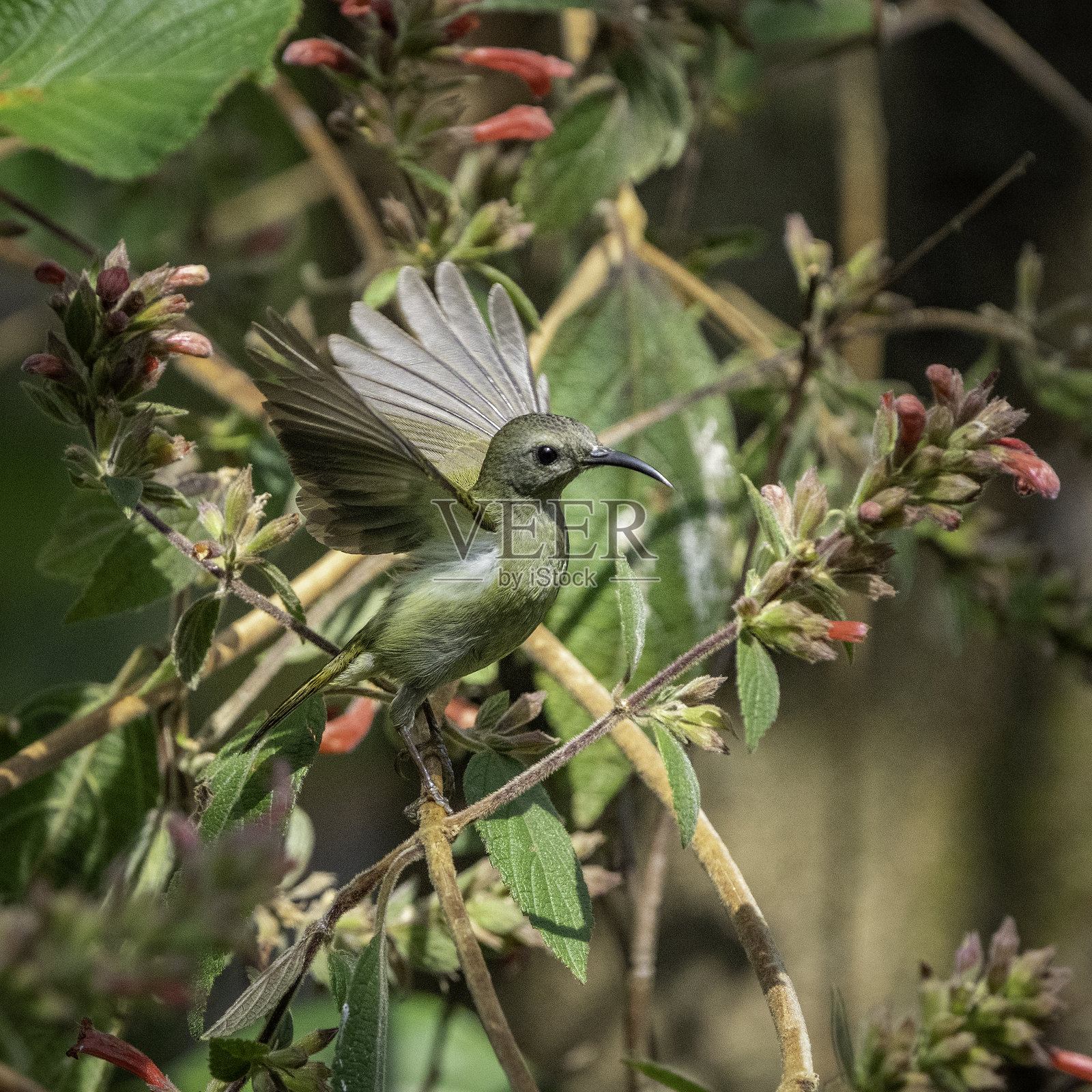 小太阳鸟在花枝上展开翅膀照片摄影图片