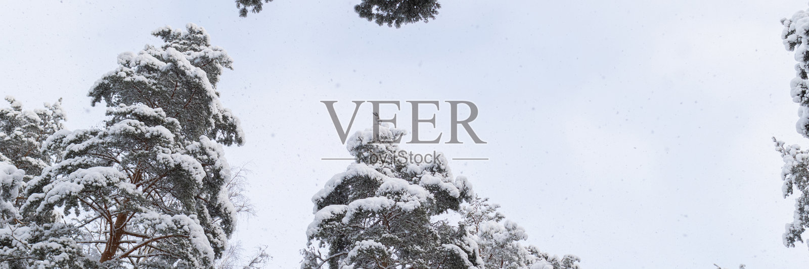 白雪覆盖的云杉森林中的冬天。从下方看松树。乡村宁静的风景。照片摄影图片