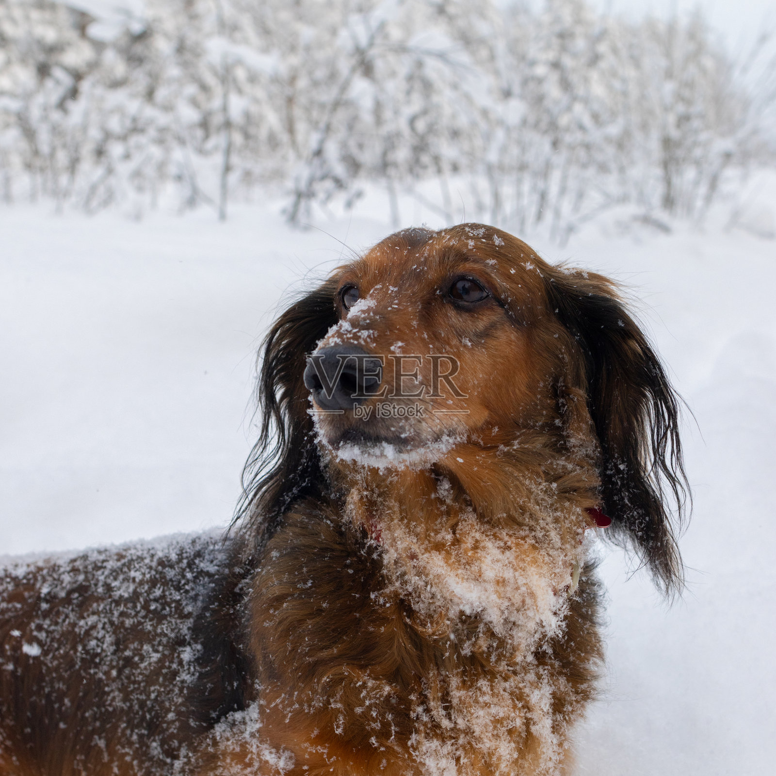 冬季雪地上坐着的红色长毛腊肠犬肖像,漂亮的小毛茸茸宠物在户外望向远方。照片摄影图片