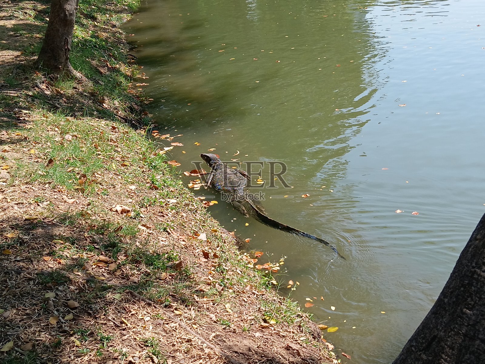 巨型游泳蜥蜴照片摄影图片