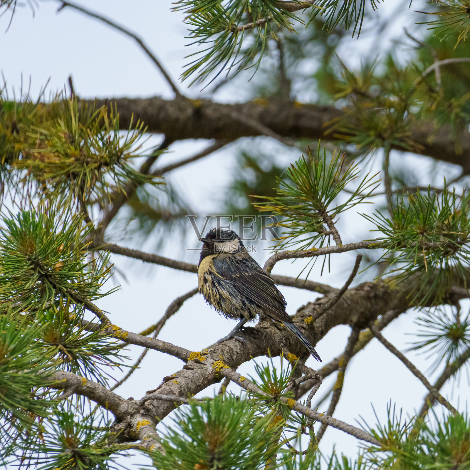 松树枝上的大山雀照片摄影图片