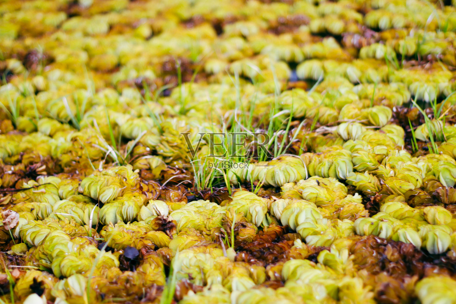 “观察塔 - 塔莱诺伊,帕塔隆,泰国”照片摄影图片