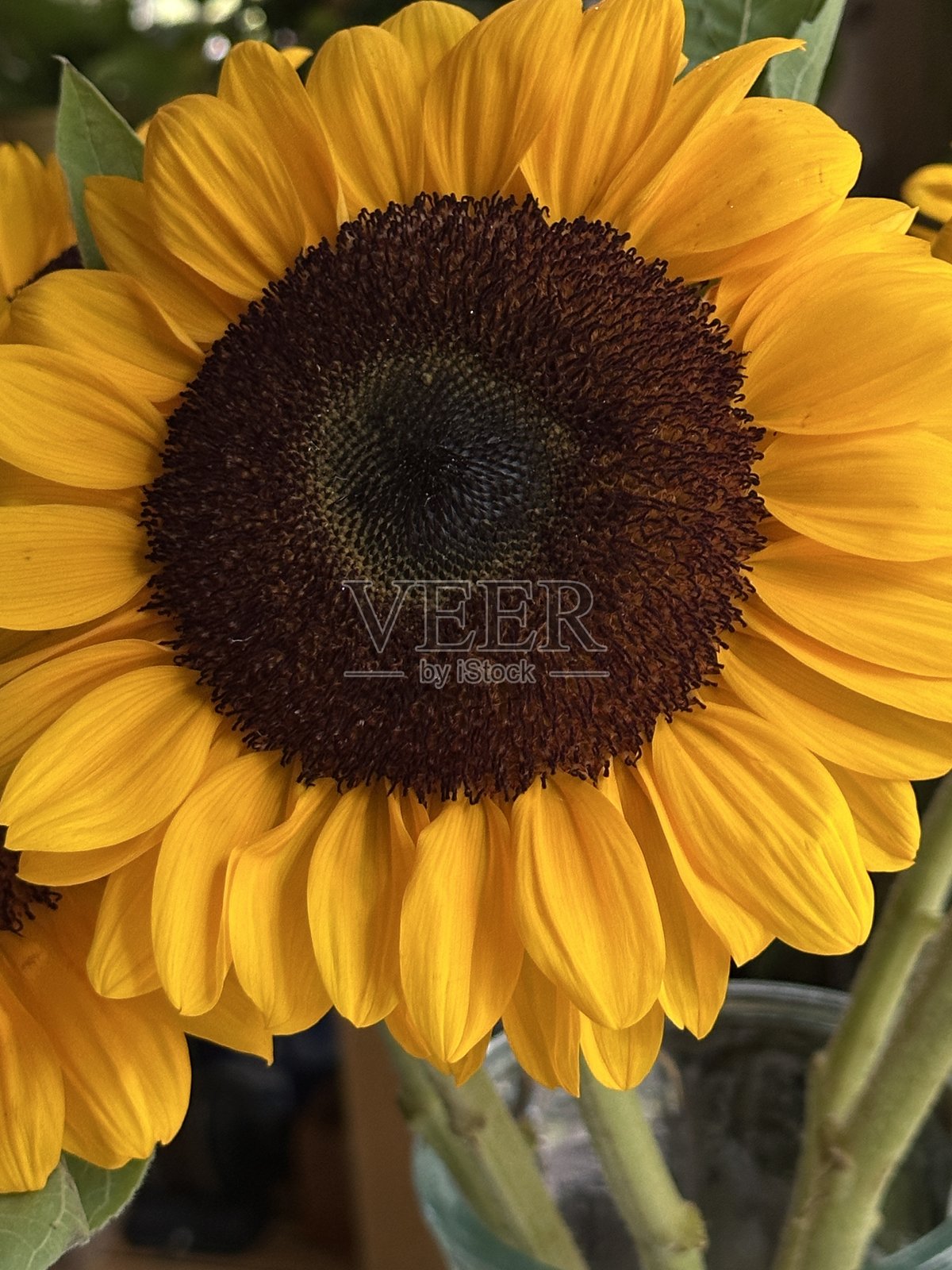 明亮的向日葵照片摄影图片