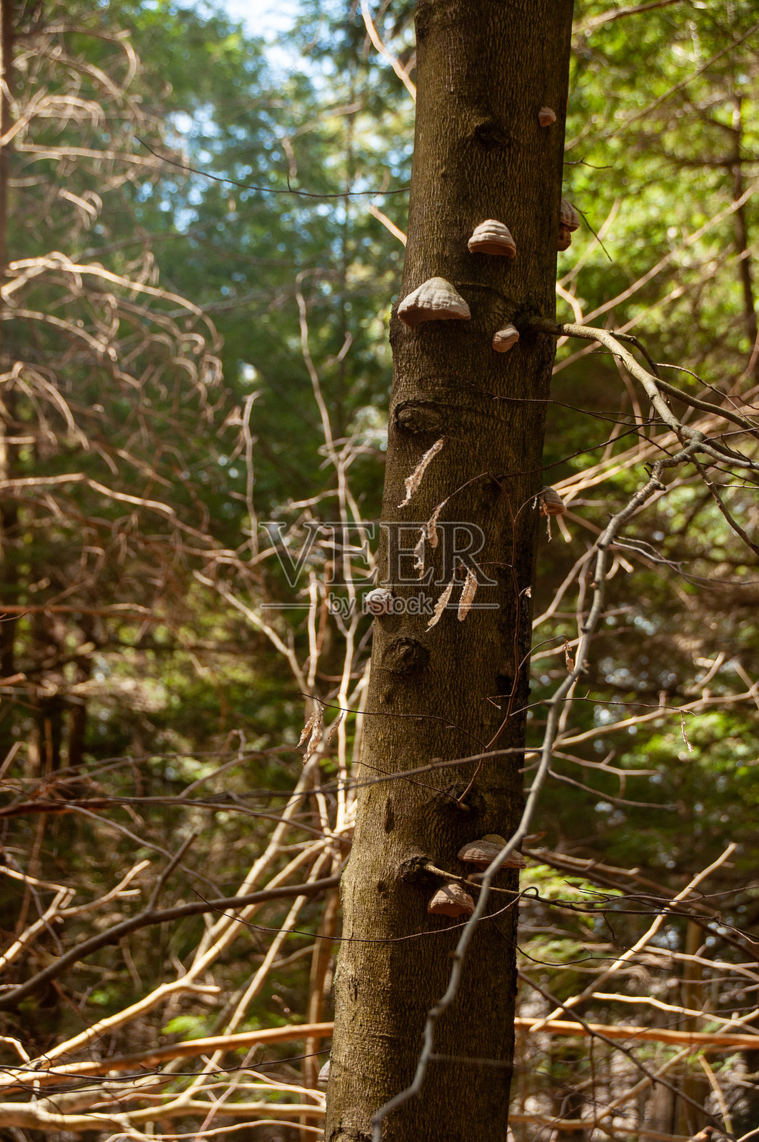 几种托盘菌在森林中一棵细树的树干上生长照片摄影图片