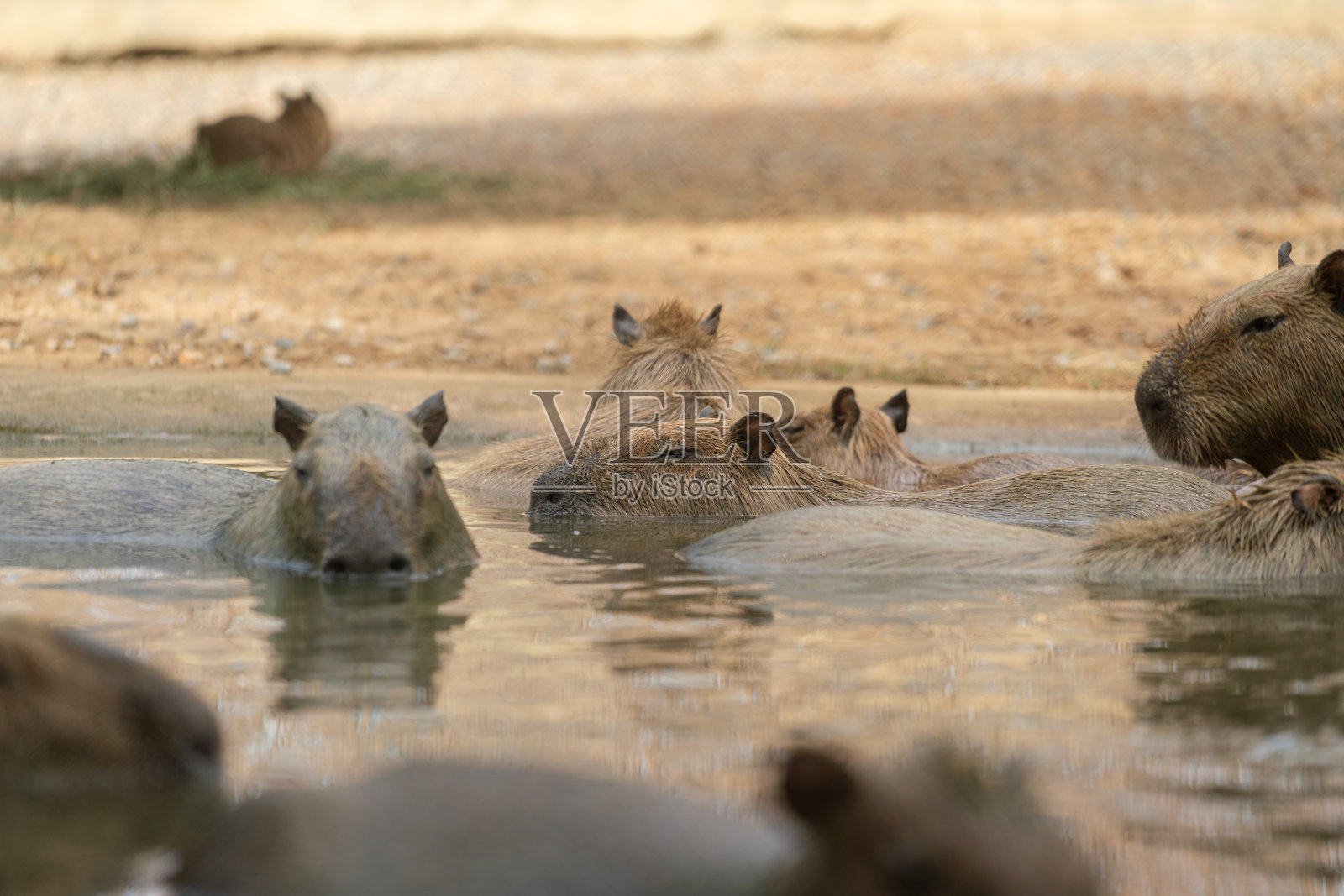 生活在水塘中的水豚。动物肖像。照片摄影图片