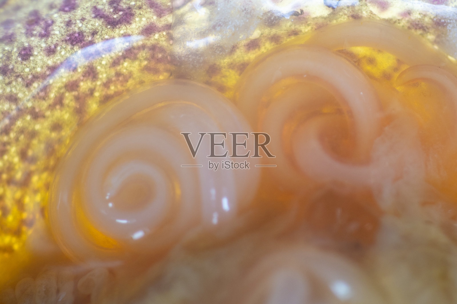 线虫(Nematoda),又称圆虫或鳗虫,属于线虫门。该门的物种栖息在广泛的环境中。可在淡水蟹中发现。照片摄影图片