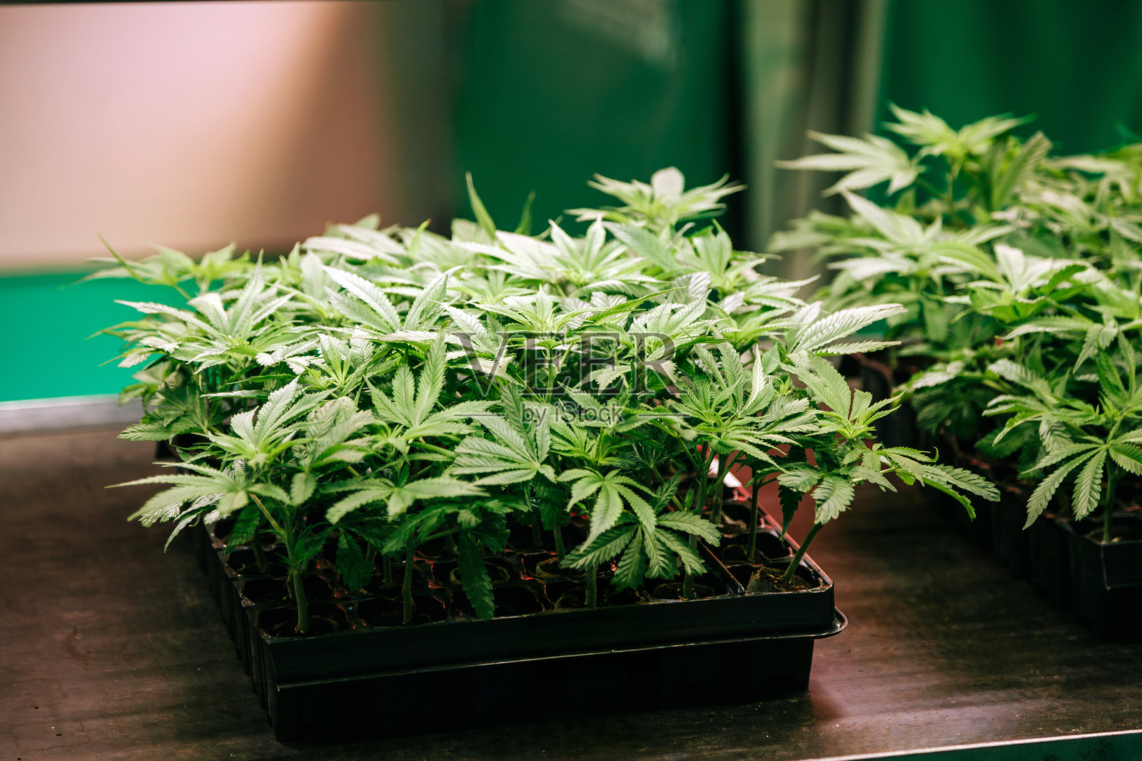 幼小的大麻植物在育苗盘中生长照片摄影图片