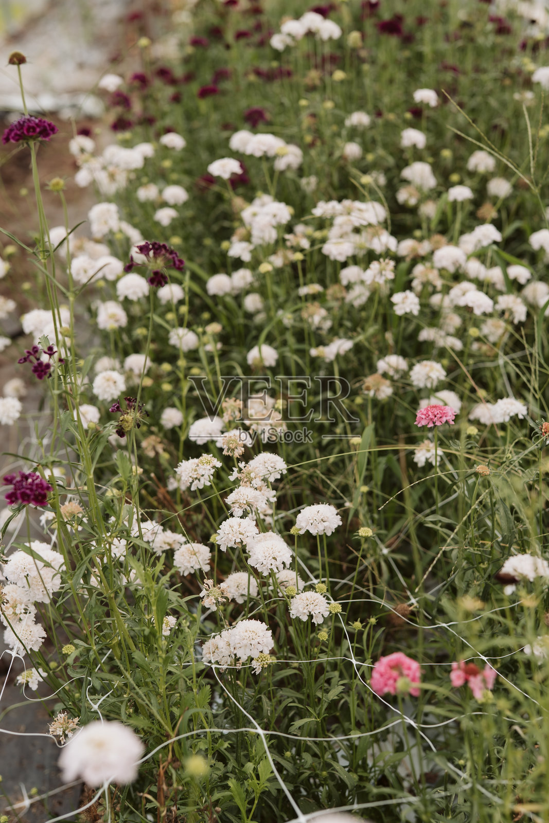 夏季田野花卉的特写镜头照片摄影图片