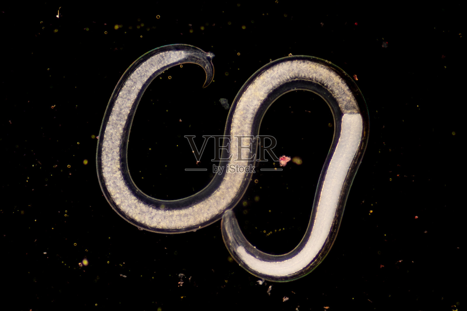 线虫(Nematoda),又称圆虫或鳗虫,属于线虫门。该门的物种栖息在广泛的环境中。可在淡水蟹中发现。照片摄影图片