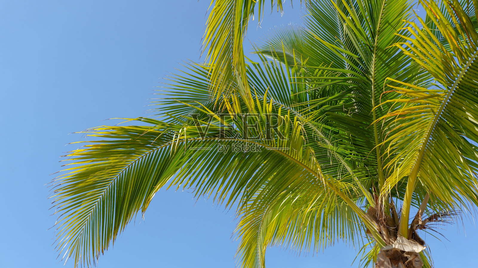 郁郁葱葱的棕榈树在晴朗的蓝天中轻轻摇曳,捕捉热带天堂和夏日氛围的精髓照片摄影图片