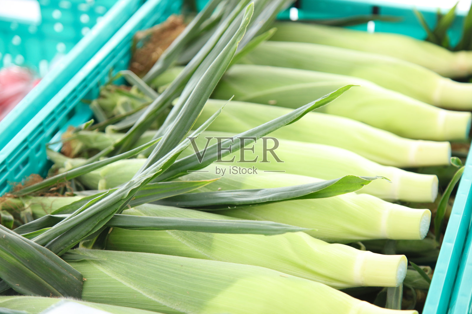 大量收获的玉米照片摄影图片