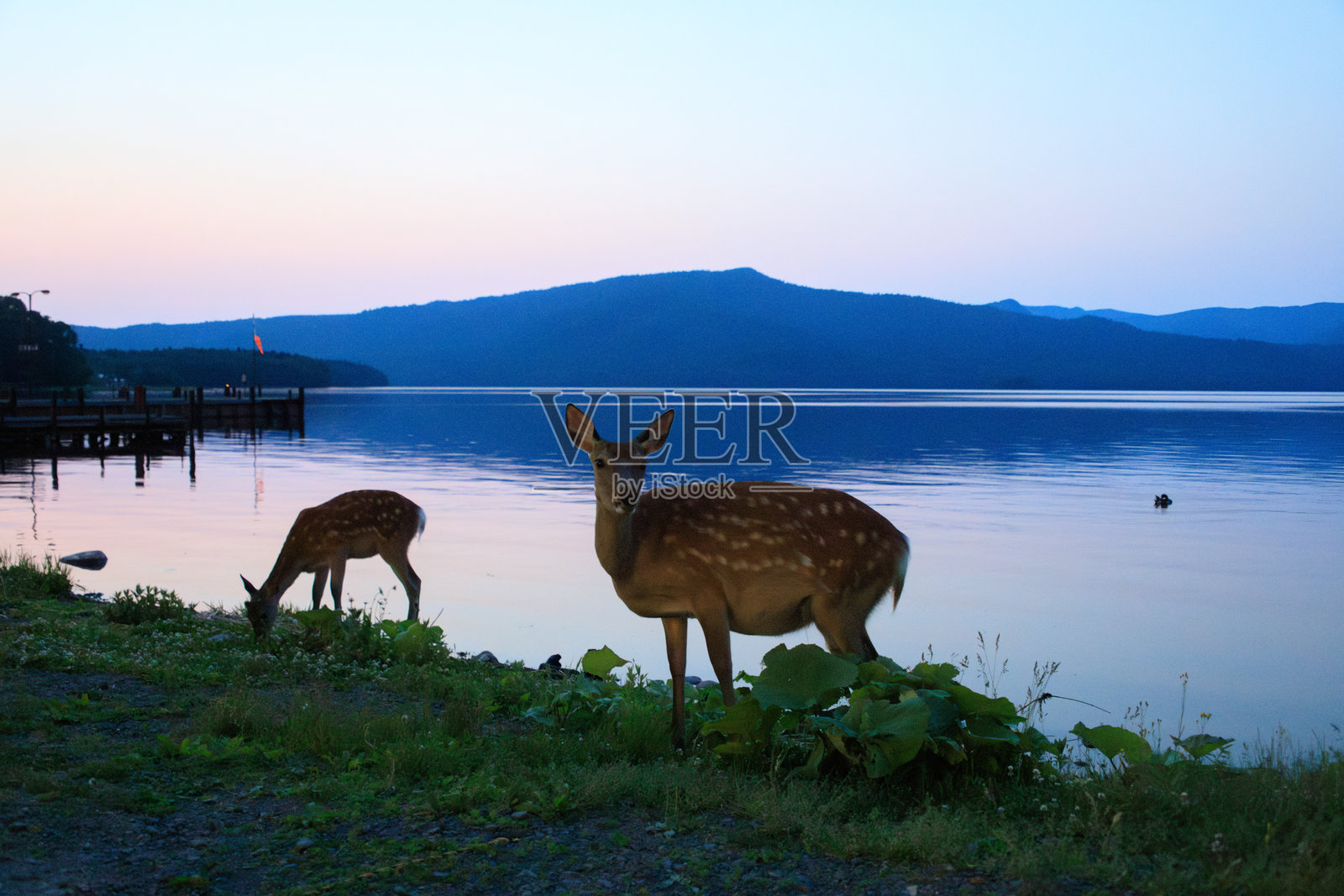 黄昏时分,北海道阿寒湖畔的梅花鹿在觅食照片摄影图片