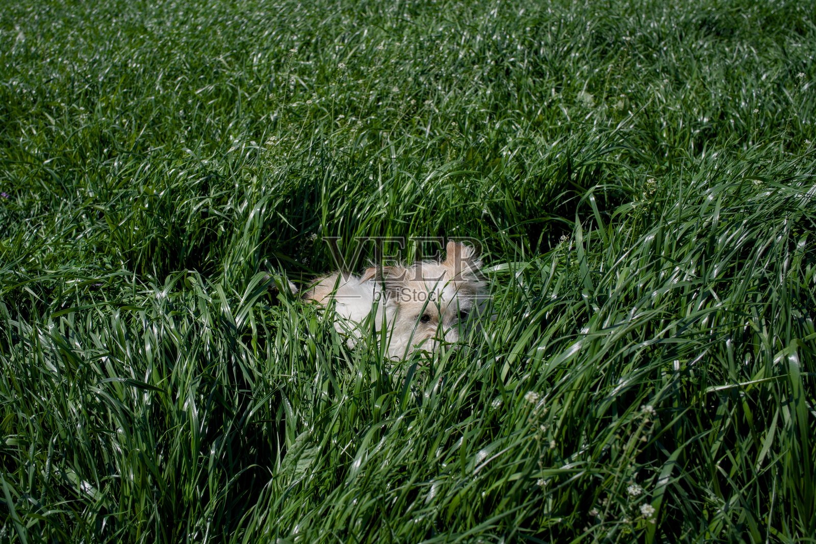 草地上的小狗照片摄影图片