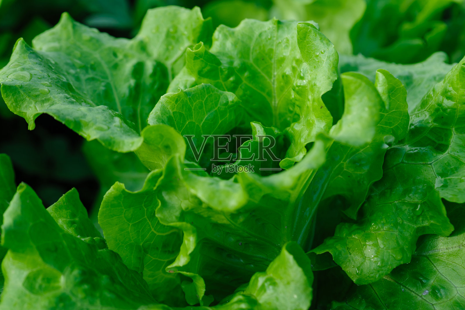 菜园中生长的绿色生菜照片摄影图片