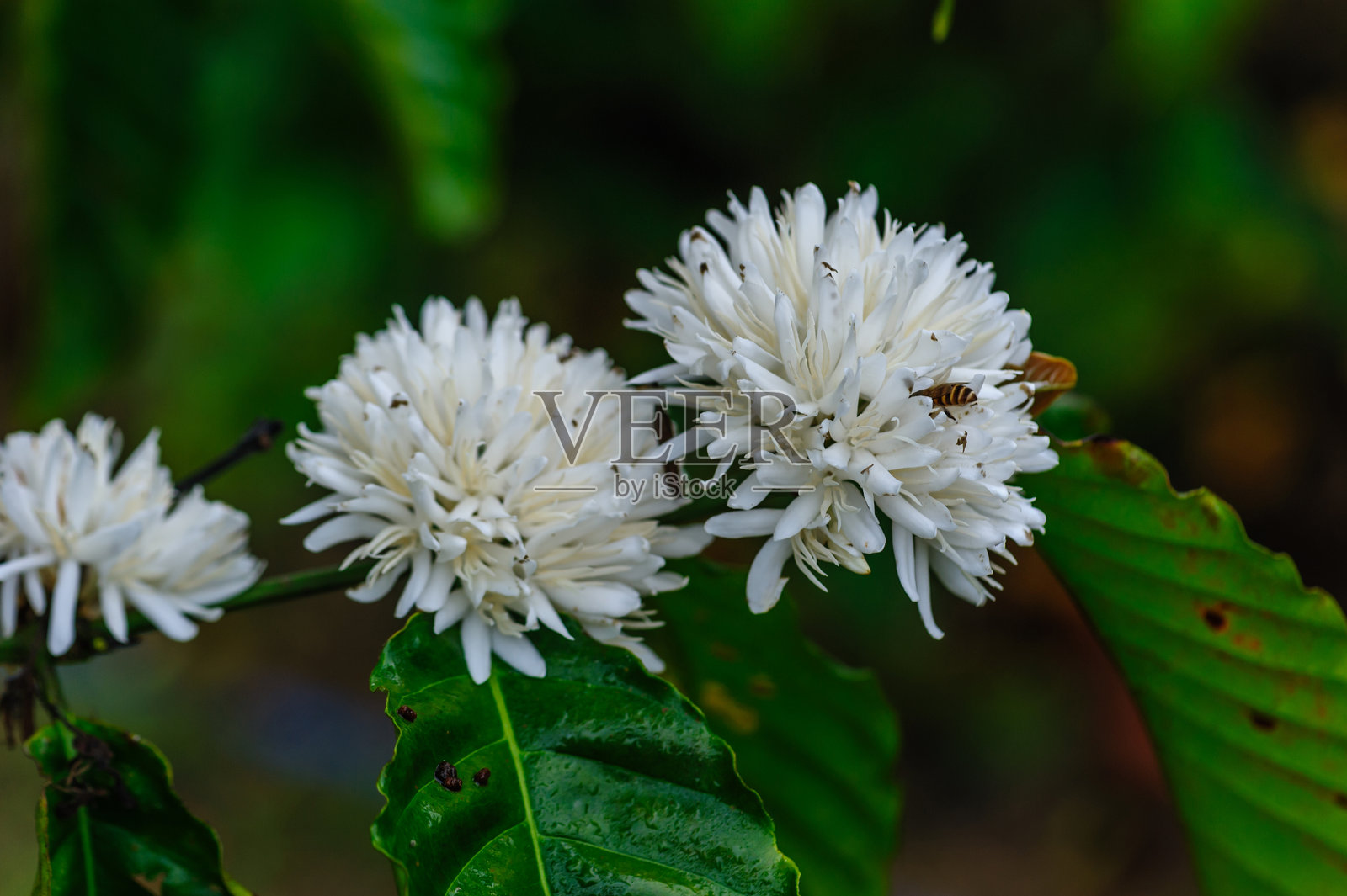 咖啡豆花在树上盛开照片摄影图片