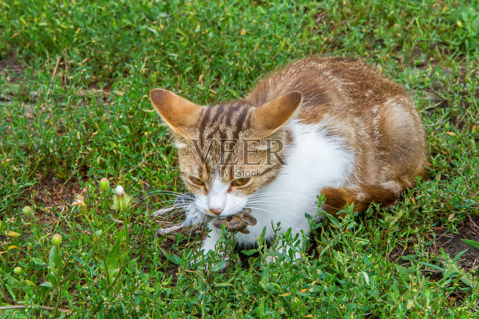 猫抓住了一只老鼠,正用牙齿藏着它。照片摄影图片