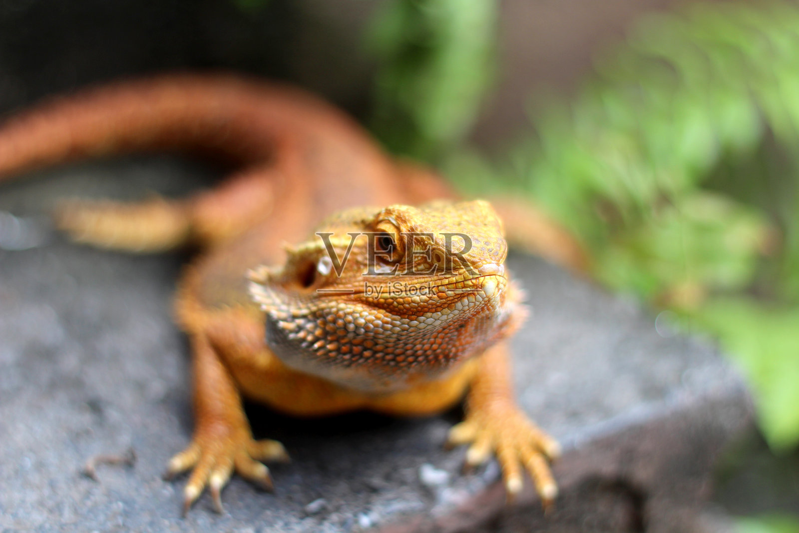 在自然栖息地的胡须龙蜥蜴,内陆胡须龙(Pogona vitticeps)的特写图像,澳大利亚胡须龙照片摄影图片