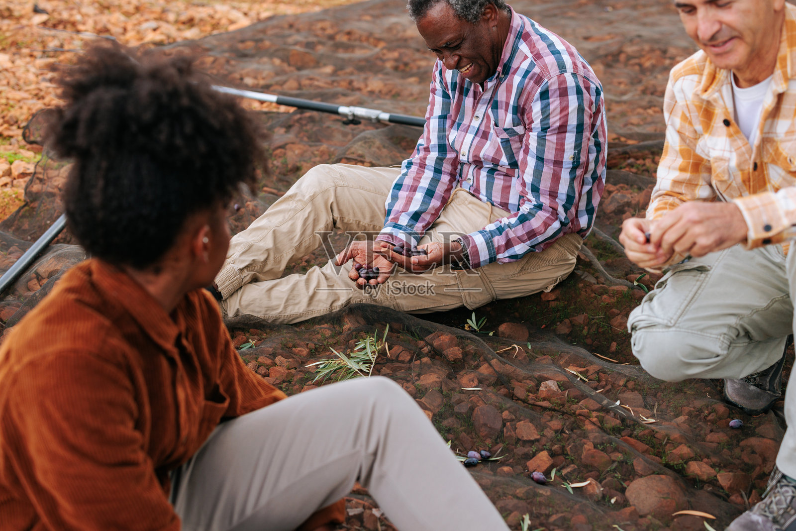 农民在田间展示收获的橄榄照片摄影图片