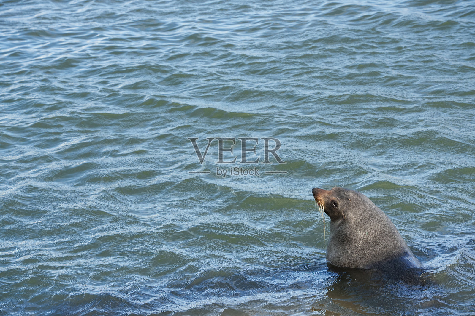 澳大利亚袋鼠岛上的海狗照片摄影图片