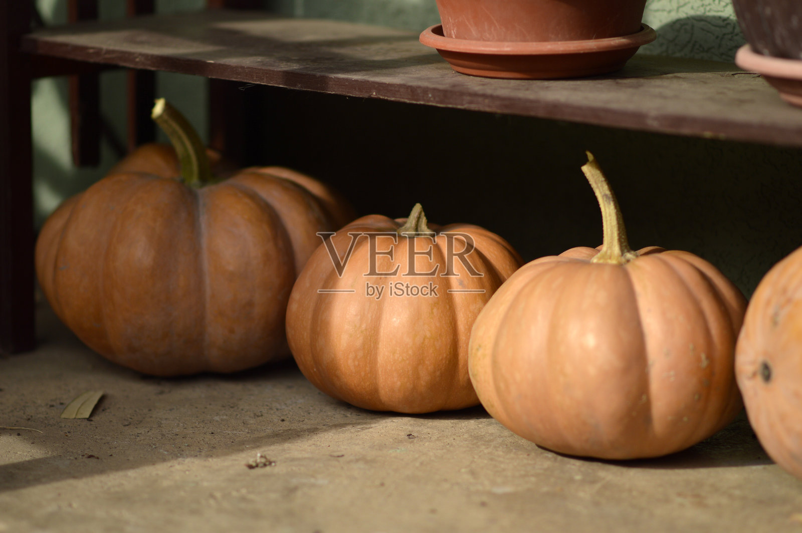 一堆成熟的南瓜特写照片摄影图片