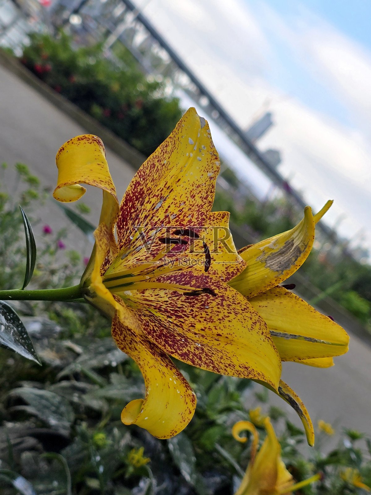 温哥华布拉德桥下社区花园的五彩缤纷的花朵和花坛,拍摄于2025年7月22日照片摄影图片