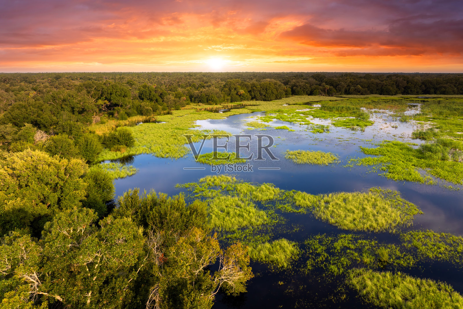 佛罗里达湿地,水面映衬着绿色野生植物。热带生态系统在日落时分。照片摄影图片