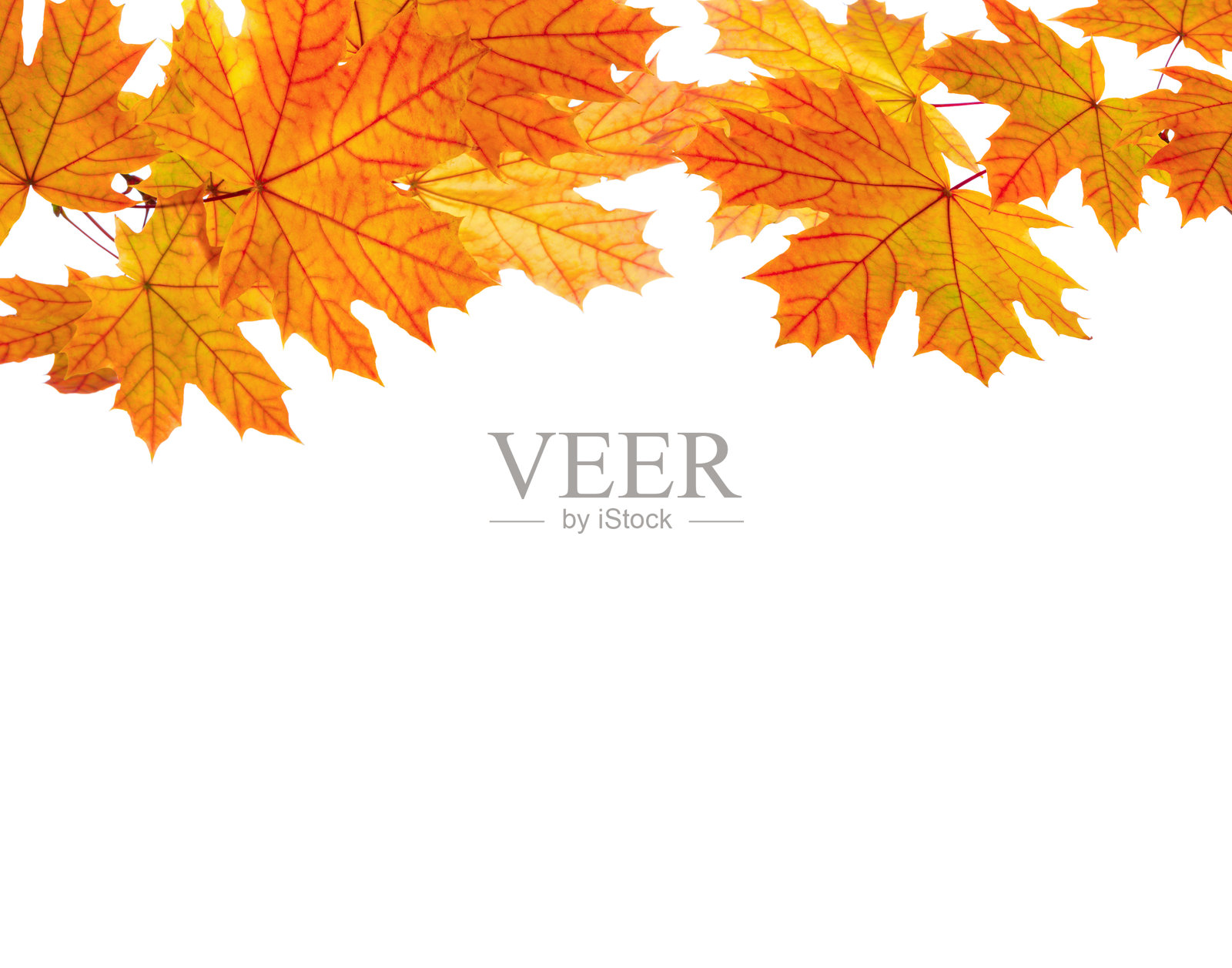 枫树枝条上五彩斑斓的叶子,背景为白色。照片摄影图片