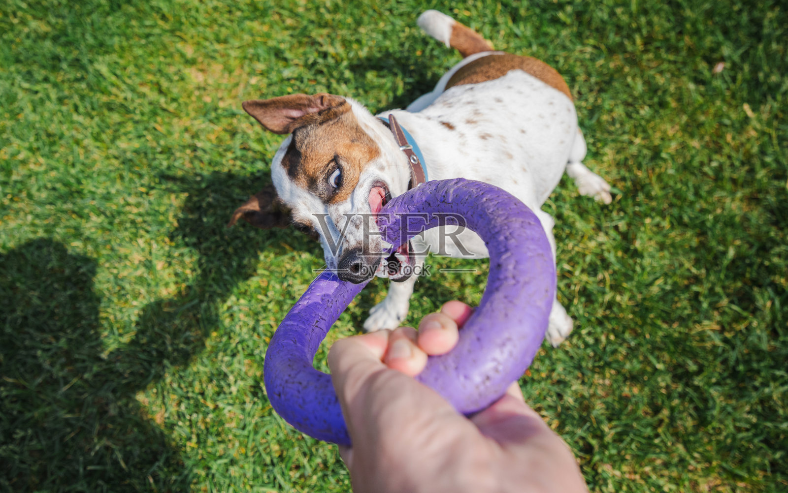 活泼的杰克罗素梗在绿草坪上激烈地玩拔河,紧紧咬住一个紫色的环形玩具。照片摄影图片