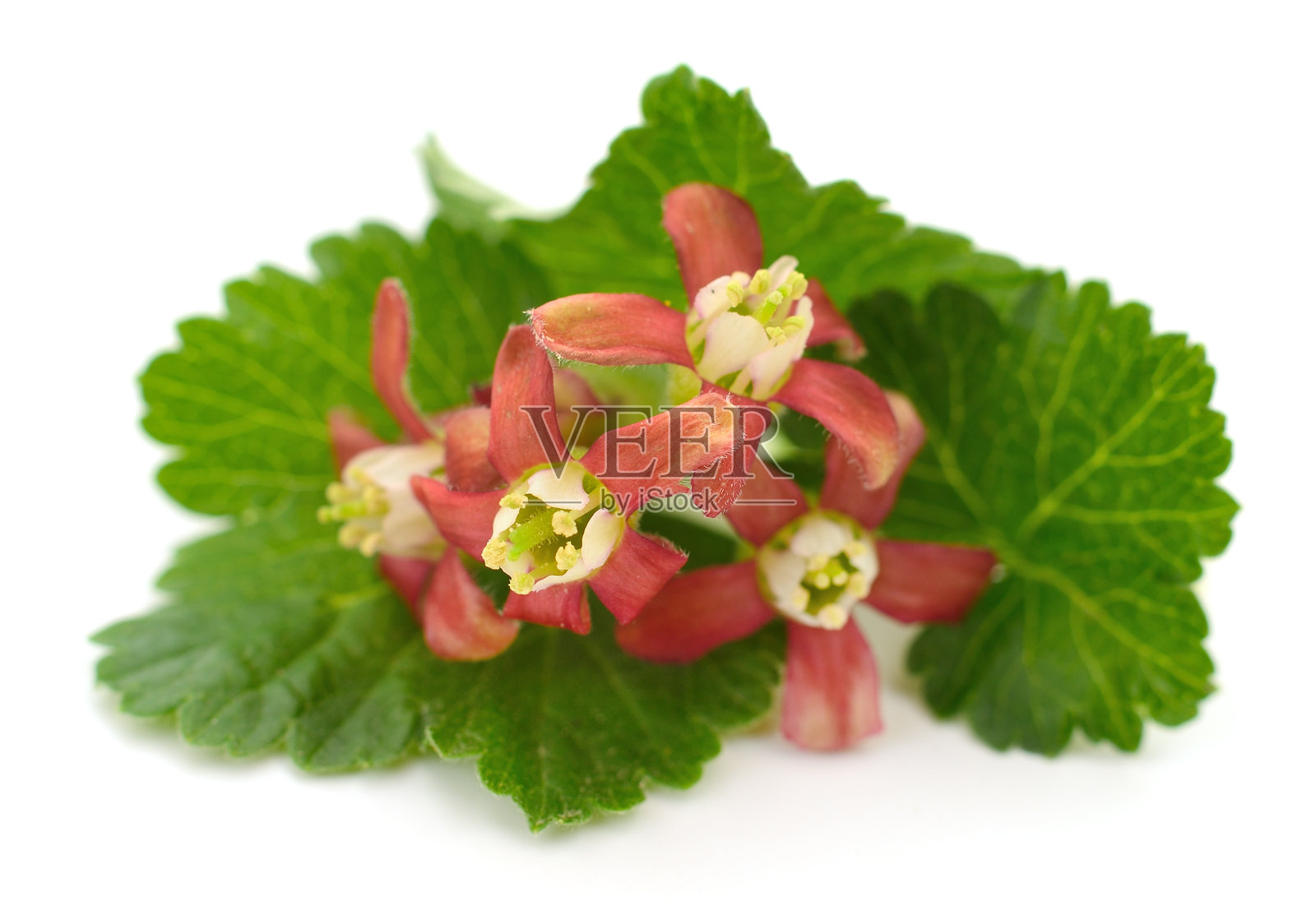 红色花朵的黑加仑与绿色叶子在白色背景上独立展示照片摄影图片