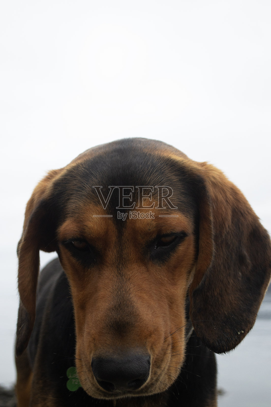 一只狗在看它的食物照片摄影图片