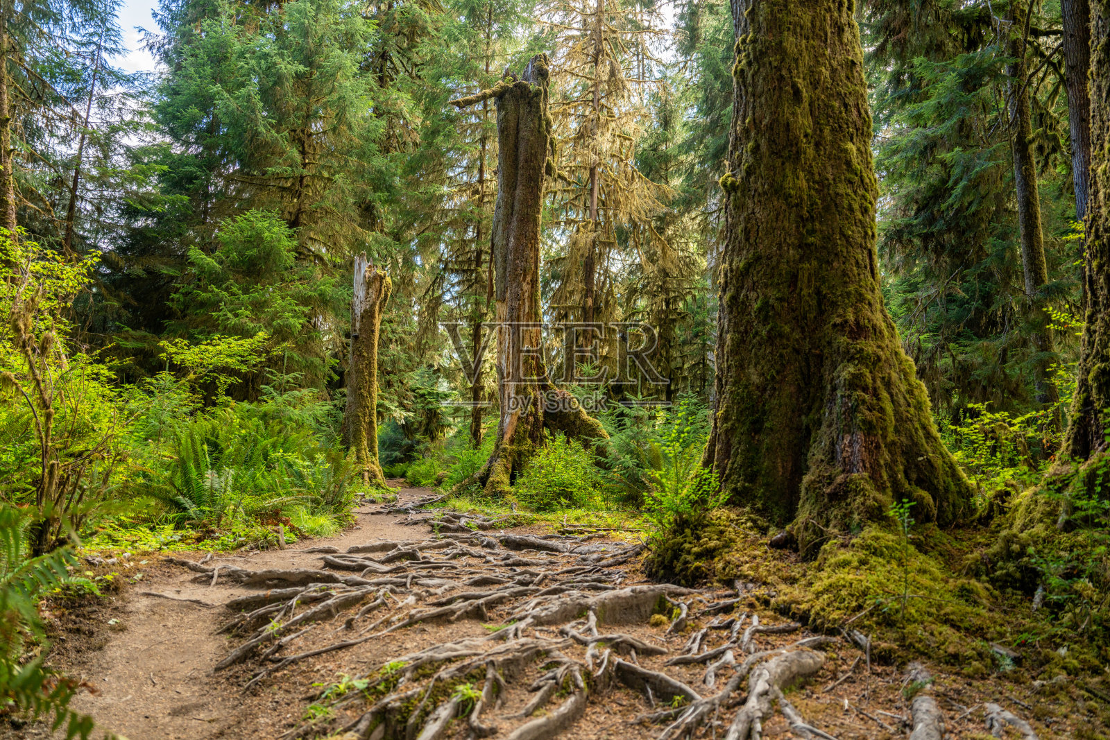 霍雨林国家公园,郁郁葱葱的森林和微观自然细节照片摄影图片