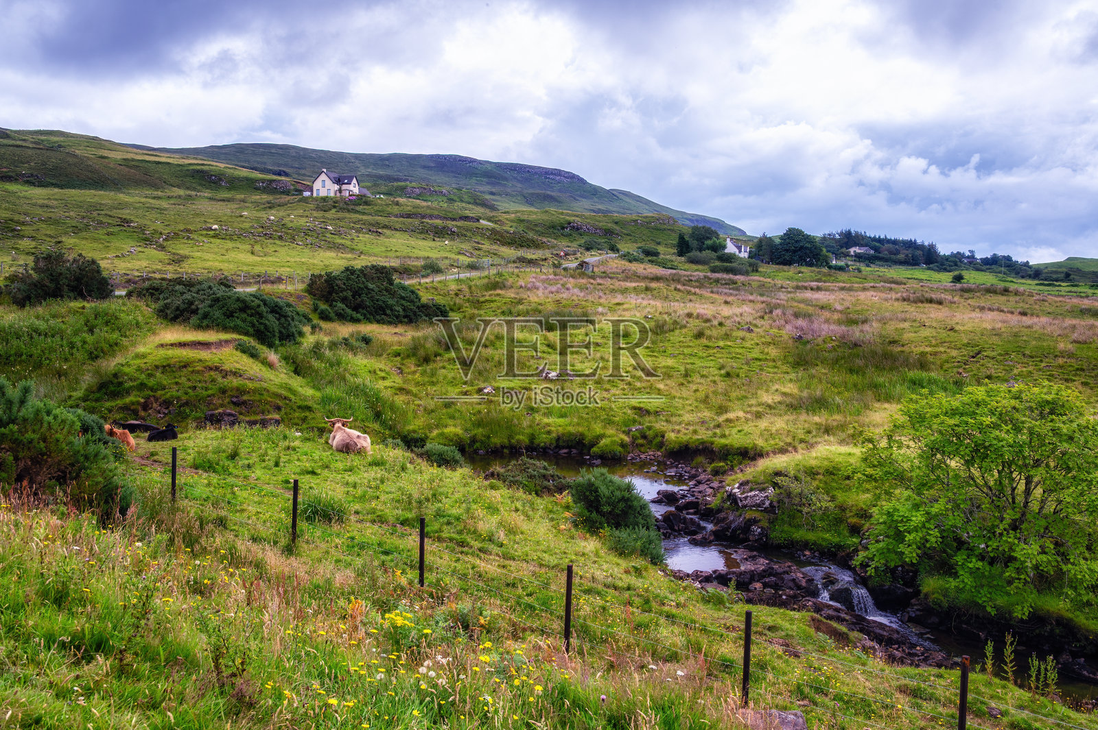 在斯凯岛的宽阔草地上,苏格兰高地牛躺在绿草上。照片摄影图片