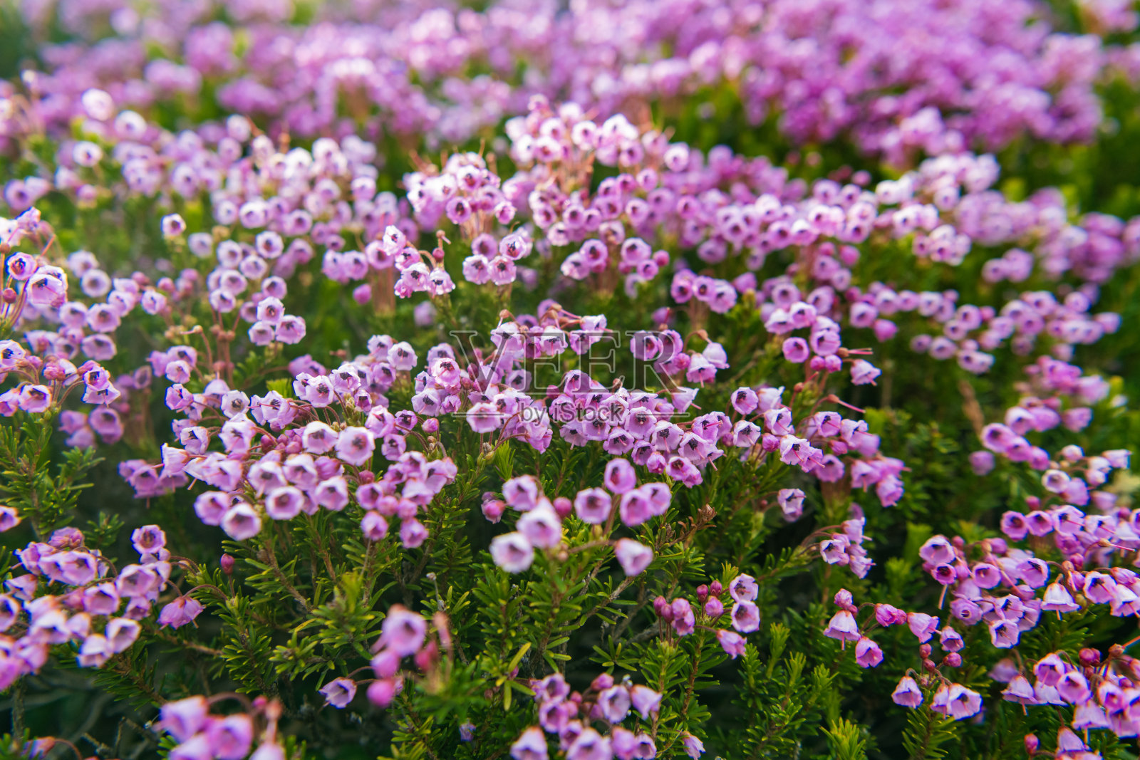 自然中的山石楠野花草甸。夏季自然。开花植物。花卉背景。山石楠花。粉色山石楠草甸花。照片摄影图片