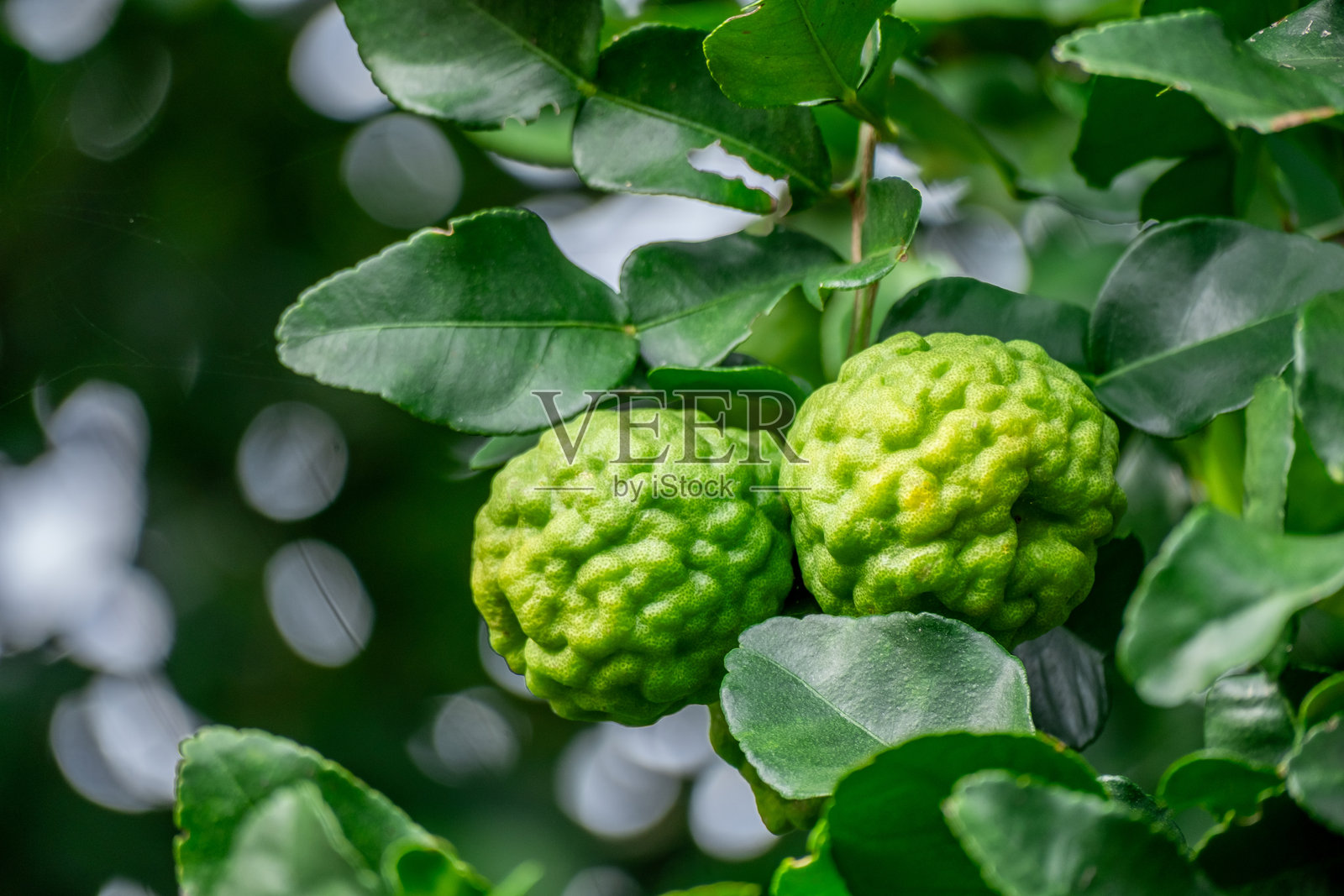 新鲜的佛手柑果实挂在树枝上。佛手柑树园和健康食品概念,佛手柑群体,佛手柑药用植物。照片摄影图片