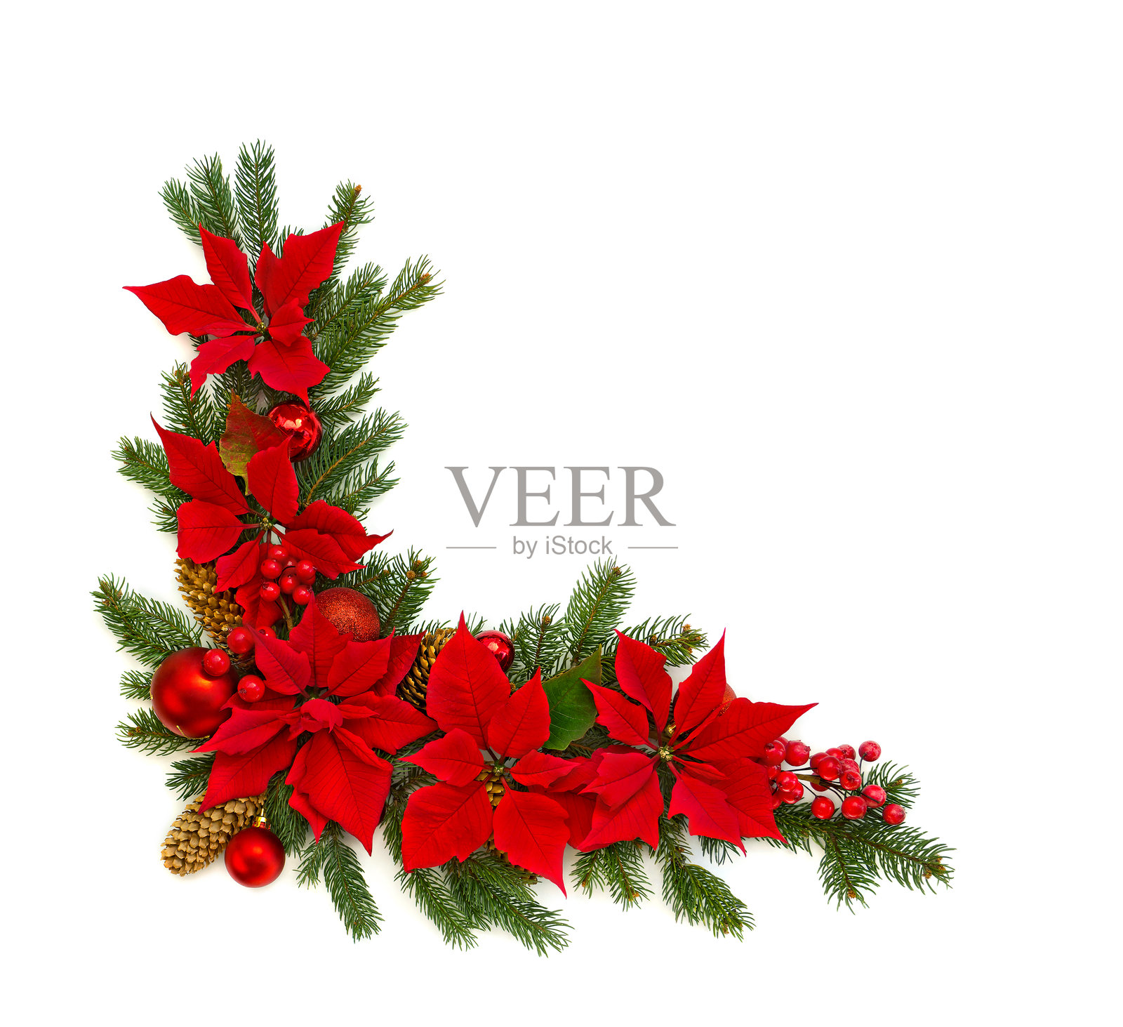 圣诞装饰。红色一品红花框架、圣诞树枝、圣诞球、红色浆果和云杉松果在白色背景上,留有文字空间。俯视图,平铺展示。照片摄影图片