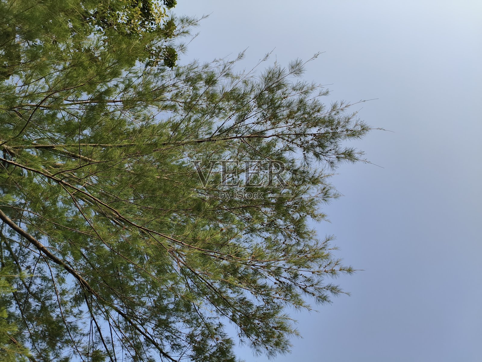 树枝伸向晴朗的蓝天照片摄影图片