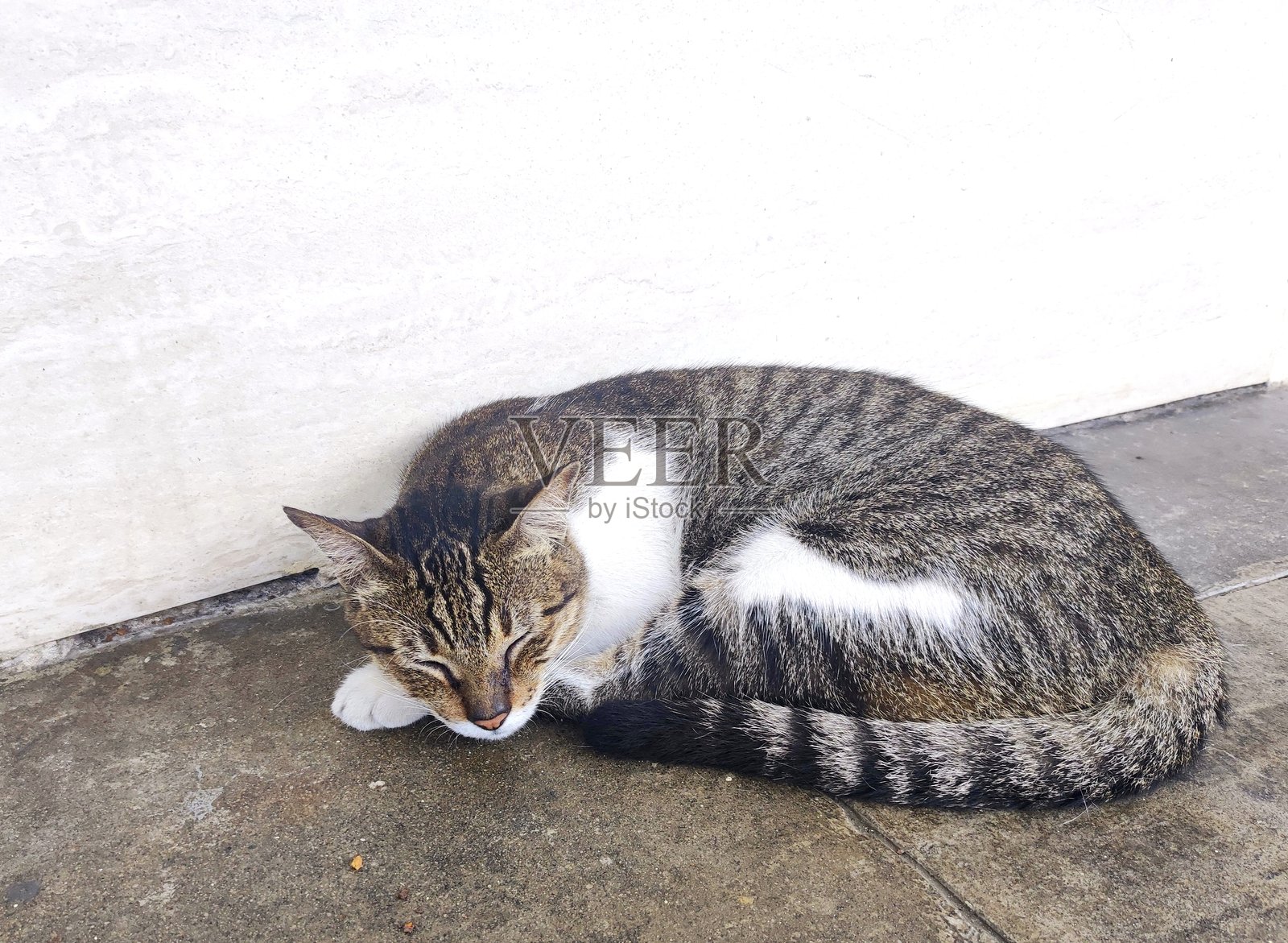 懒猫,睡觉的猫,流浪猫照片摄影图片