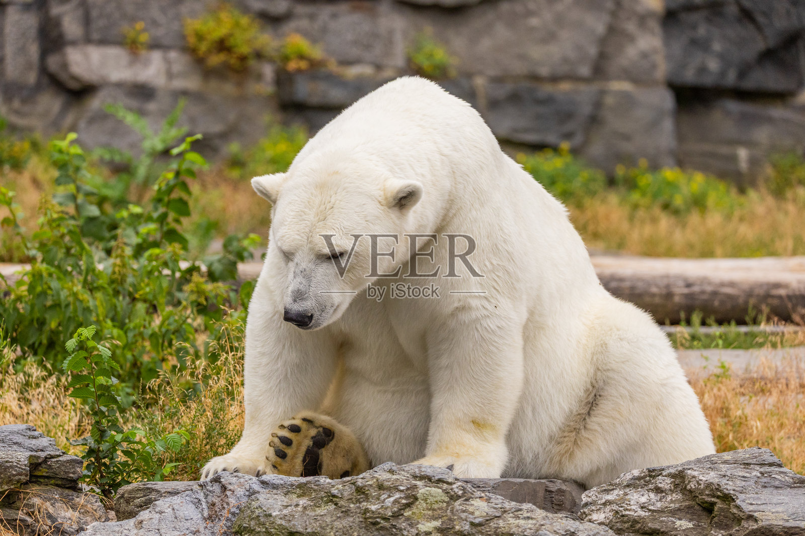 坐在岩石地形上的北极熊,四周环绕着绿色植物照片摄影图片